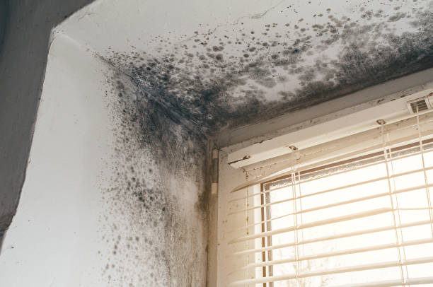 Affordable Crawl Space Mold Removal solutions in Ashland, NJ